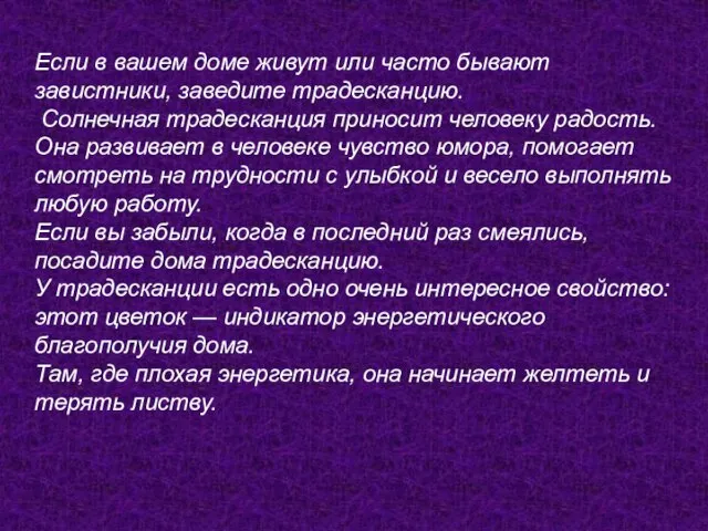 Если в вашем доме живут или часто бывают завистники, заведите традесканцию. Солнечная