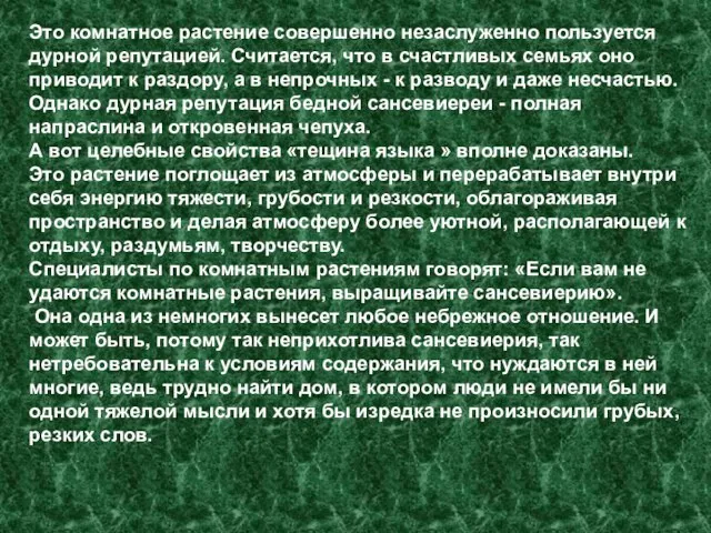 Это комнатное растение совершенно незаслуженно пользуется дурной репутацией. Считается, что в счастливых