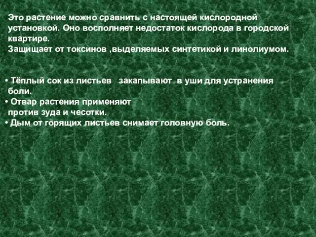 Это растение можно сравнить с настоящей кислородной установкой. Оно восполняет недостаток кислорода