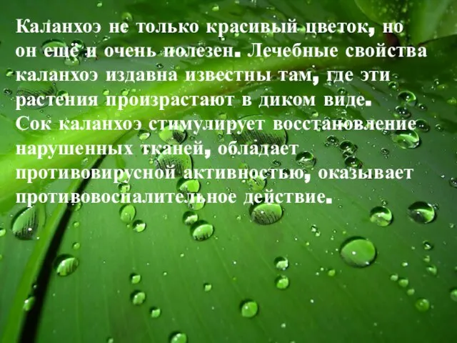 Каланхоэ не только красивый цветок, но он ещё и очень полезен. Лечебные