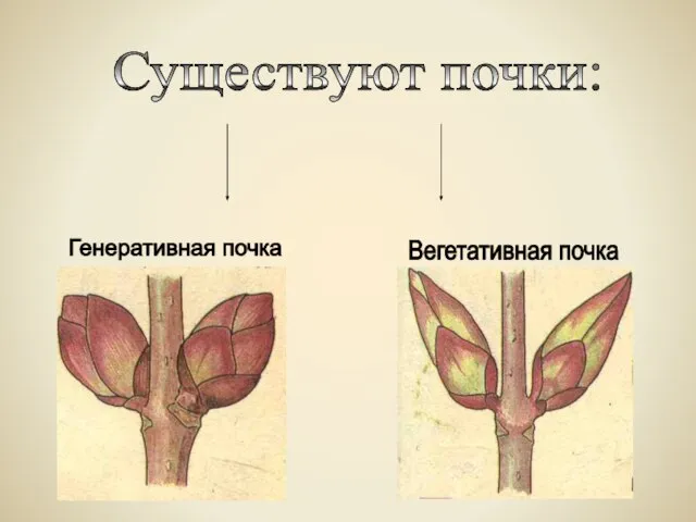 Существуют почки: Генеративная почка Вегетативная почка