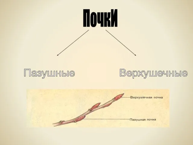 ПочкИ Пазушные Верхушечные