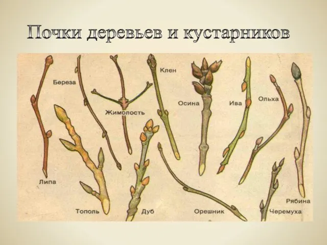 Почки деревьев и кустарников