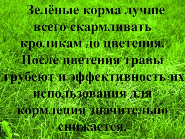 Зелёные корма лучше всего скармливать кроликам до цветения. После цветения травы грубеют