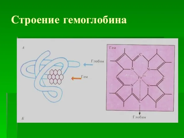 Строение гемоглобина