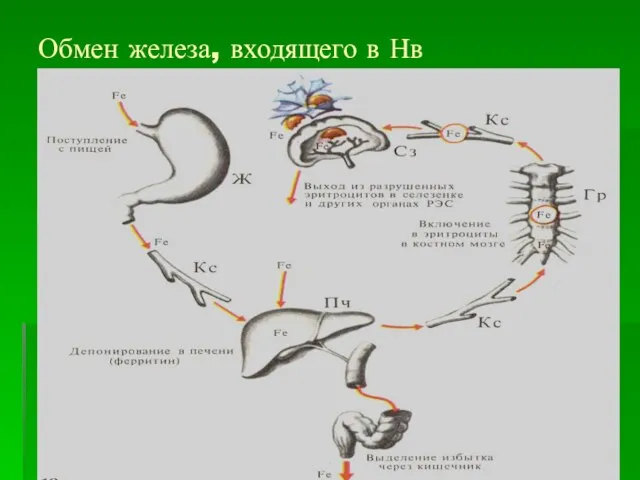 Обмен железа, входящего в Нв