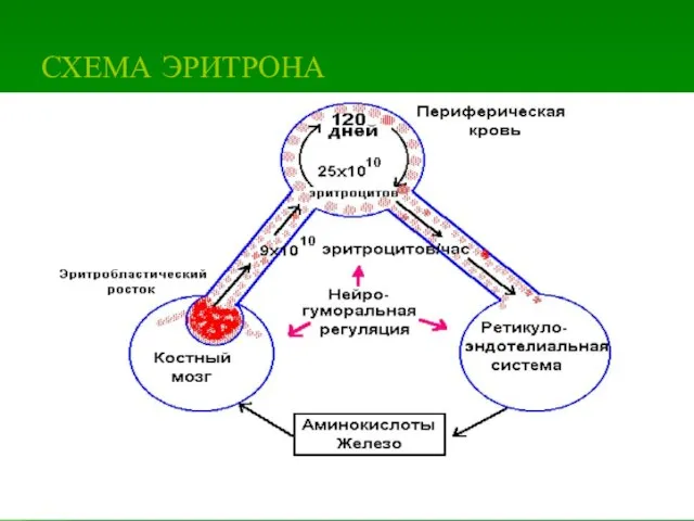 СХЕМА ЭРИТРОНА