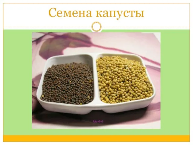 Семена капусты