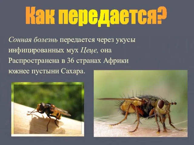 Сонная болезнь передается через укусы инфицированных мух Цеце, она Распространена в 36