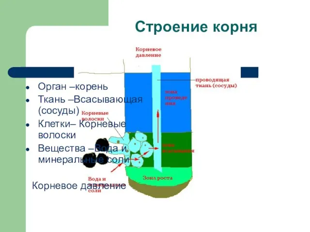 Строение корня Орган –корень Ткань –Всасывающая (сосуды) Клетки– Корневые волоски Вещества –Вода