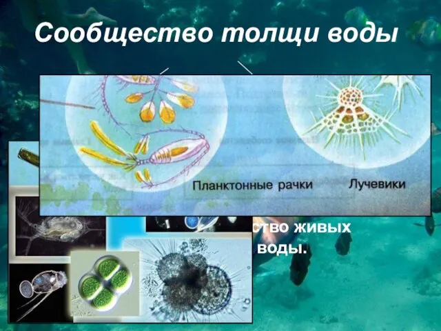 Сообщество толщи воды планктон активно плавающие организмы Что такое планктон? Планктон –