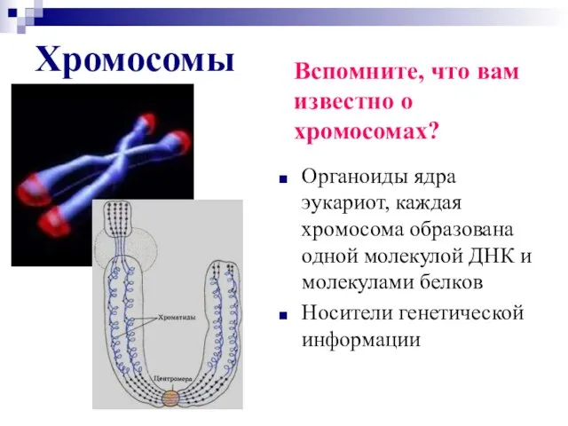 Хромосомы Органоиды ядра эукариот, каждая хромосома образована одной молекулой ДНК и молекулами