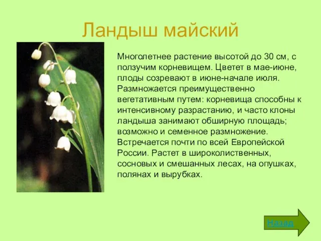 Ландыш майский Назад Многолетнее растение высотой до 30 см, с ползучим корневищем.