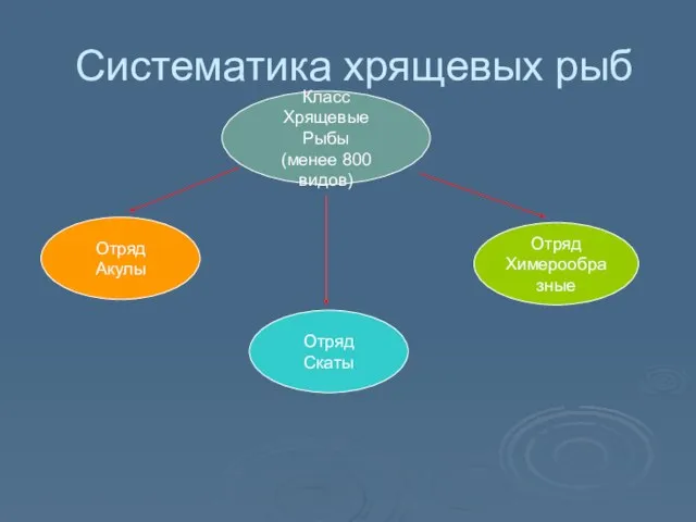 Систематика хрящевых рыб Класс Хрящевые Рыбы (менее 800 видов) Отряд Акулы Отряд Скаты Отряд Химерообразные