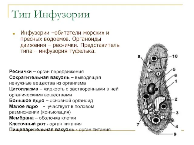 Тип Инфузории Инфузории –обитатели морских и пресных водоемов. Органоиды движения – реснички.