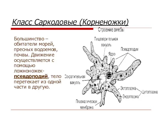 Класс Саркодовые (Корненожки) Большинство – обитатели морей, пресных водоемов, почвы. Движение осуществляется