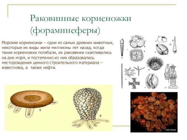 Раковинные корненожки (фораминеферы) Морские корненожки – одни из самых древних животных, некоторые