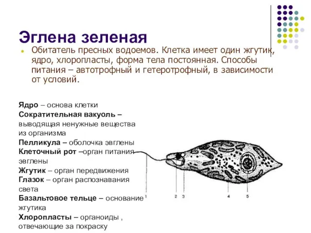 Эглена зеленая Обитатель пресных водоемов. Клетка имеет один жгутик, ядро, хлоропласты, форма