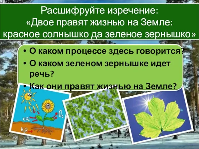 О каком процессе здесь говорится? О каком зеленом зернышке идет речь? Как