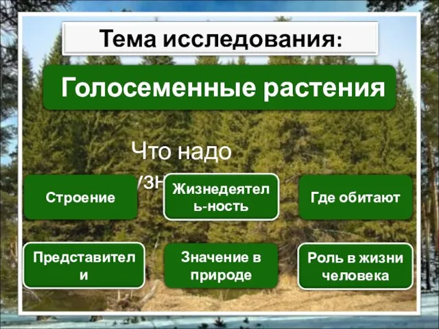 Голосеменные растения Что надо узнать: Строение Значение в природе Где обитают