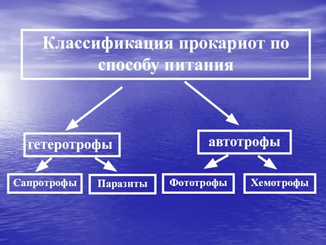 Классификация прокариот по способу питания