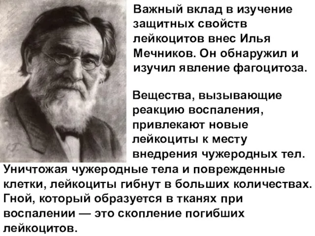 Вещества, вызывающие реакцию воспаления, привлекают новые лейкоциты к месту внедрения чужеродных тел.