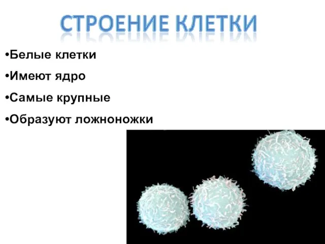 Белые клетки Имеют ядро Самые крупные Образуют ложноножки