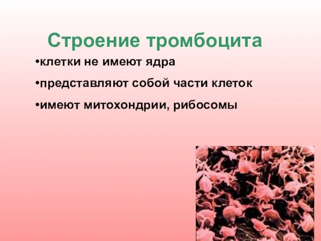 клетки не имеют ядра представляют собой части клеток имеют митохондрии, рибосомы Строение тромбоцита