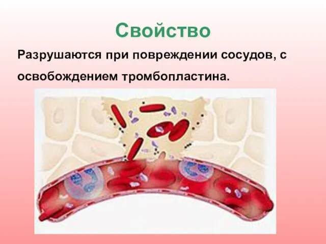 Свойство Разрушаются при повреждении сосудов, с освобождением тромбопластина.