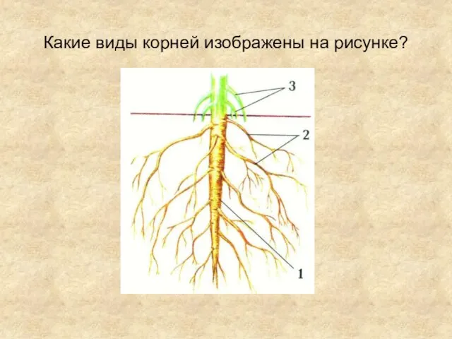 Какие виды корней изображены на рисунке?