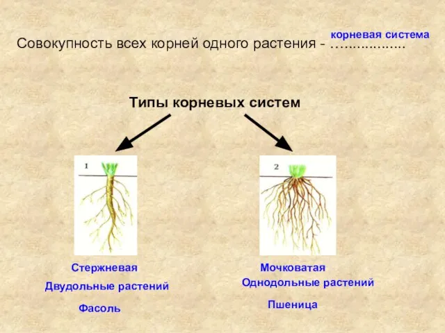 Совокупность всех корней одного растения - …............... корневая система Типы корневых систем