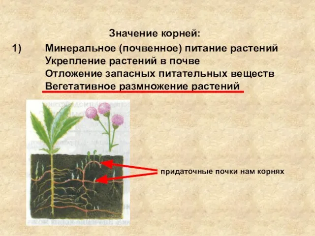 Значение корней: Минеральное (почвенное) питание растений Укрепление растений в почве Отложение запасных