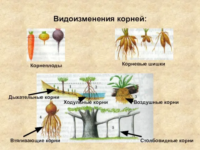 Видоизменения корней: Корнеплоды Корневые шишки Дыхательные корни Ходульные корни Воздушные корни Втягивающие корни Столбовидные корни