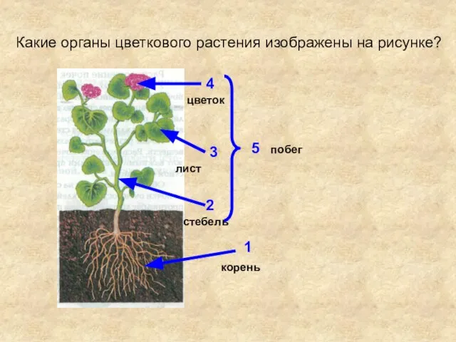 Какие органы цветкового растения изображены на рисунке? 1 2 3 4 5