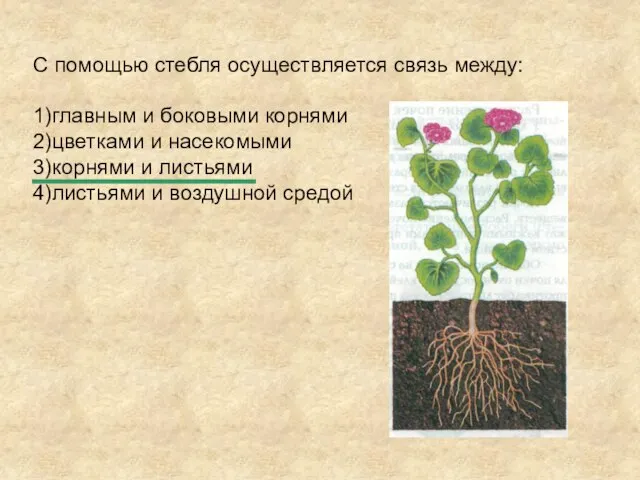 С помощью стебля осуществляется связь между: 1)главным и боковыми корнями 2)цветками и