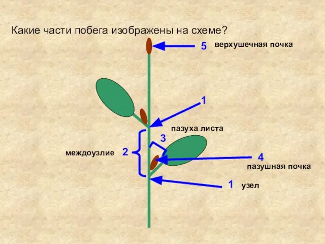 Какие части побега изображены на схеме? 1 1 2 3 4 5