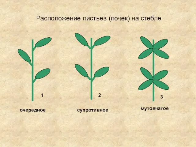 Расположение листьев (почек) на стебле очередное супротивное мутовчатое 1 2 3