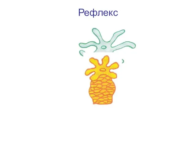 Рефлекс