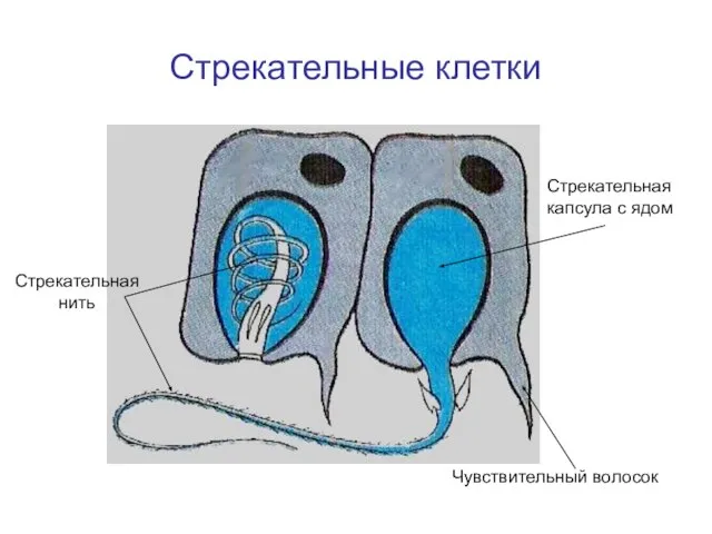 Стрекательные клетки Чувствительный волосок Стрекательная капсула с ядом Стрекательная нить