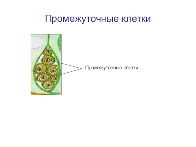 Промежуточные клетки Промежуточные клетки