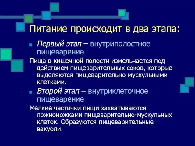 Питание происходит в два этапа: Первый этап – внутриполостное пищеварение Пища в