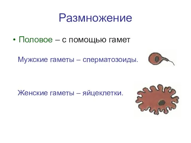 Размножение Половое – с помощью гамет Мужские гаметы – сперматозоиды. Женские гаметы – яйцеклетки.