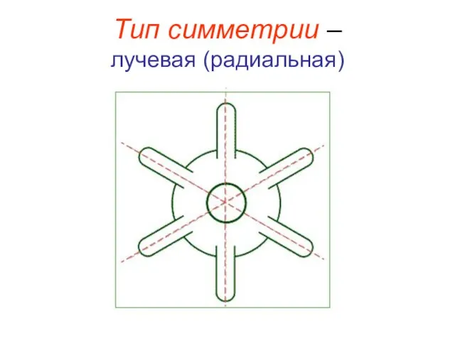 Тип симметрии – лучевая (радиальная)