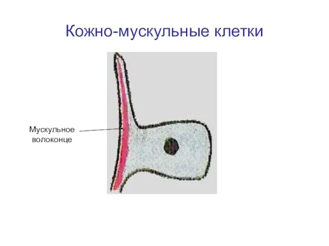 Кожно-мускульные клетки Мускульное волоконце