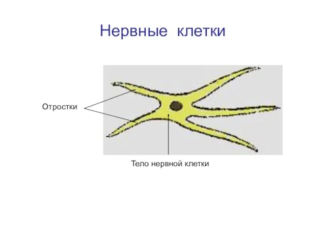 Нервные клетки Отростки Тело нервной клетки