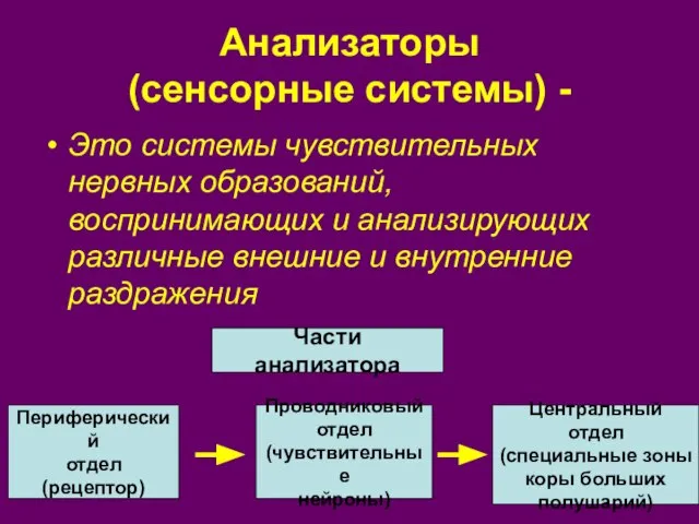 Анализаторы (сенсорные системы) - Это системы чувствительных нервных образований, воспринимающих и анализирующих