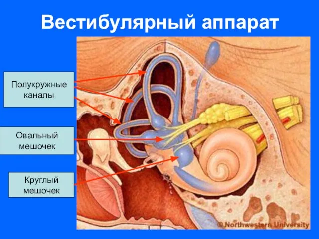 Вестибулярный аппарат Полукружные каналы Овальный мешочек Круглый мешочек