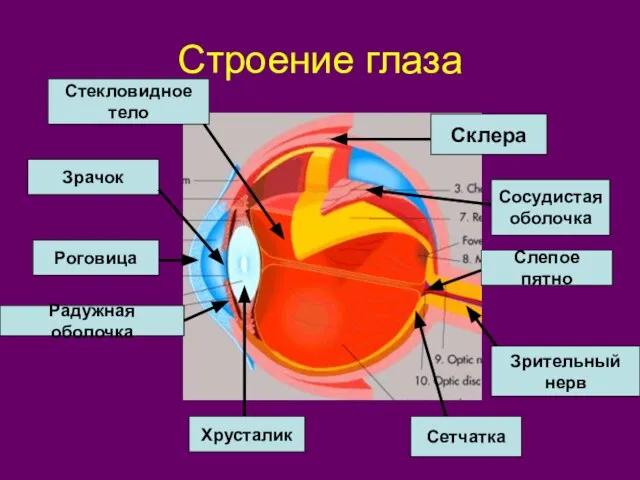 Строение глаза Склера Роговица Радужная оболочка Зрачок Хрусталик Сетчатка Сосудистая оболочка Стекловидное