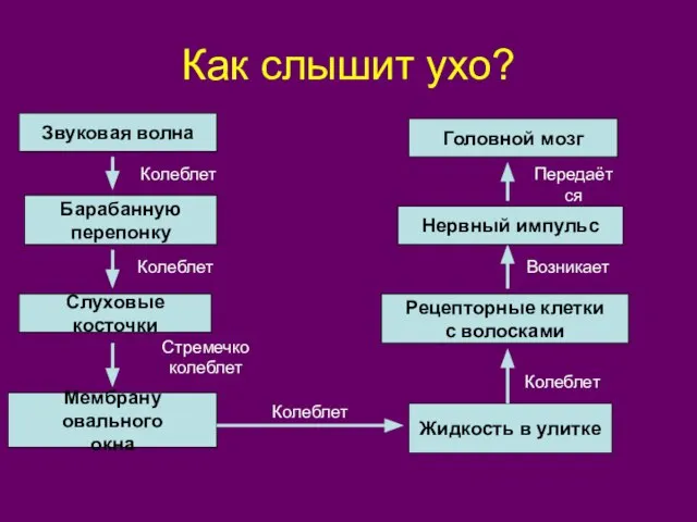 Как слышит ухо? Звуковая волна Барабанную перепонку Слуховые косточки Мембрану овального окна