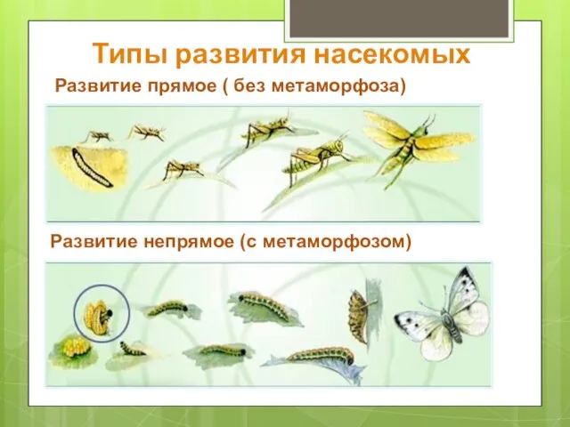 Типы развития насекомых Развитие прямое ( без метаморфоза) Развитие непрямое (с метаморфозом)